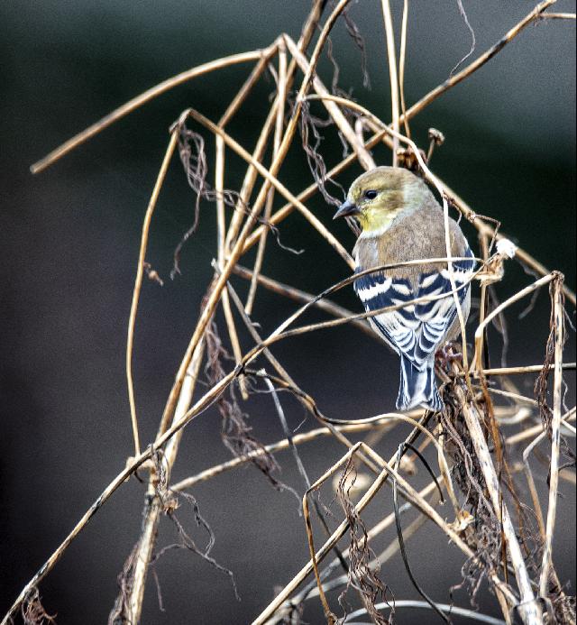 American Goldfinch, male